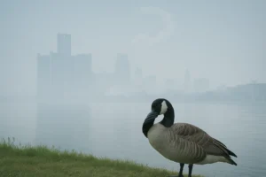 Detroit skyline under a thick haze, with a single duck on the shore covering its beak with its wing.